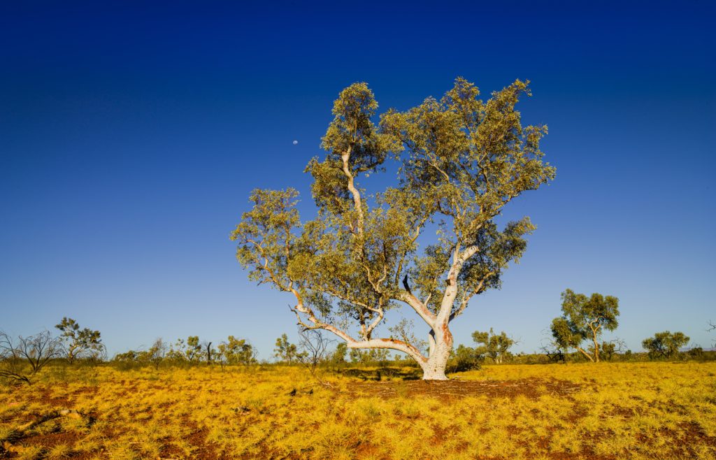 Western Australian Bushland